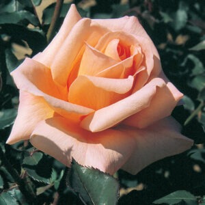 Special Occasion (Apricot) HTApricot