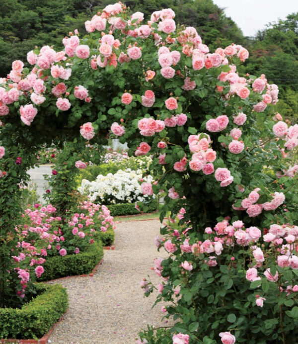 Strawberry Hill Austin CL Pink