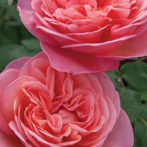 Sweet Mademoiselle™  HT Pink-Orange