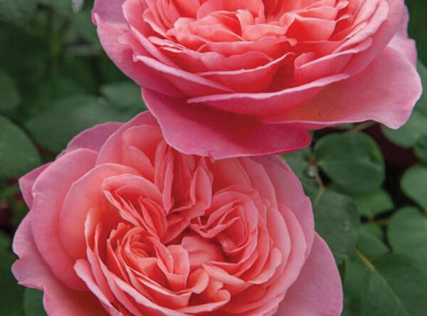 Sweet Mademoiselle™  HT Pink-Orange
