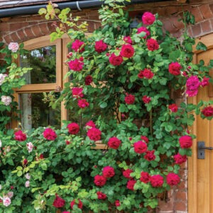 Tess of the D'urbervilles® Austin CL Red