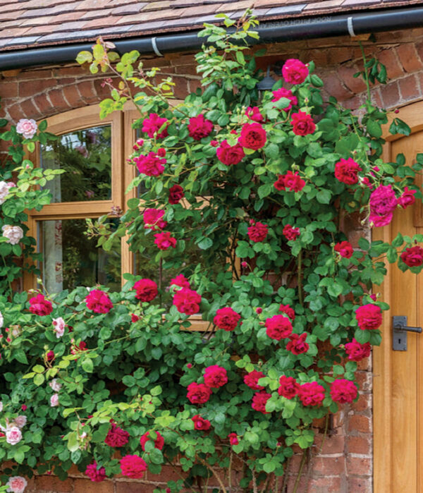 Tess of the D'urbervilles® Austin CL Red