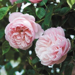 The Generous Gardener Austin CL Pale Pink