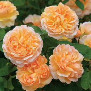 The Lady Gardener™ Austin Apricot