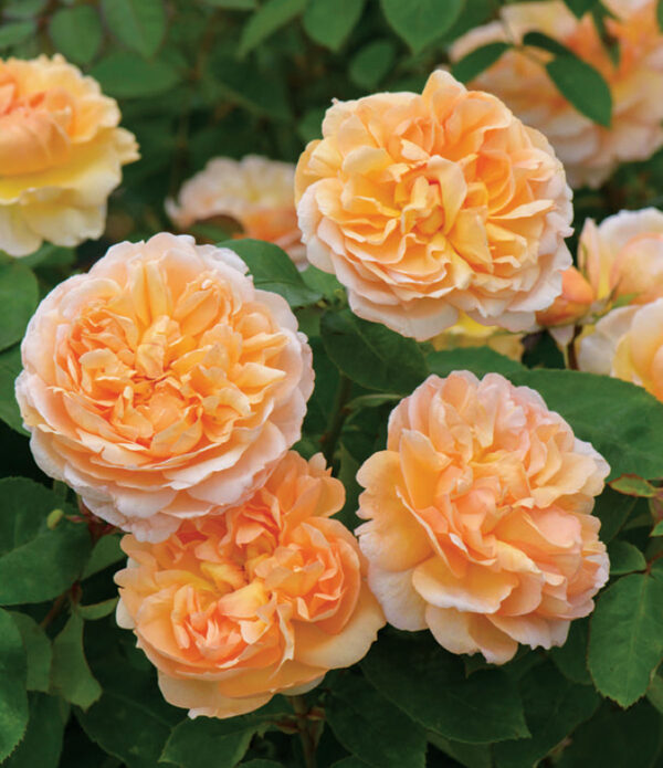 The Lady Gardener™ Austin Apricot