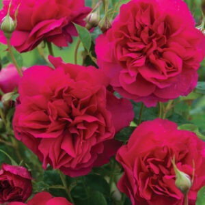 Thomas A Becket™ Austin Crimson Red