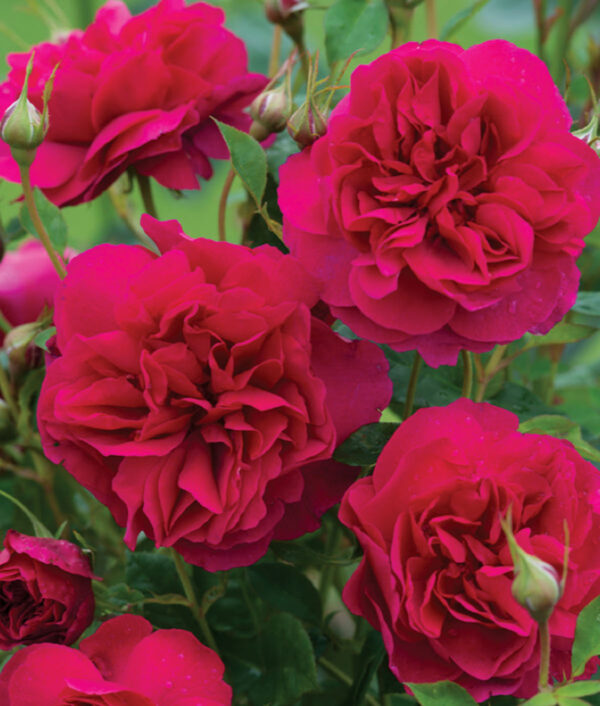 Thomas A Becket™ Austin Crimson Red