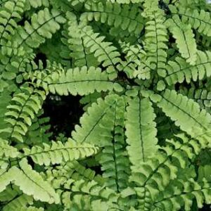 Adiantum pedatum