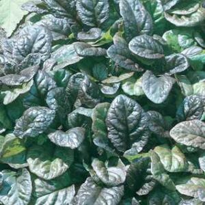 Ajuga r.'Catlin's Giant'
