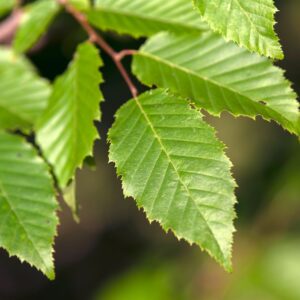 American hornbeam