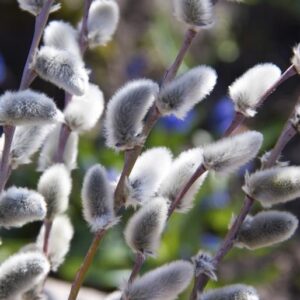 American pussy willow
