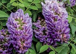 Amethyst Falls American Wisteria