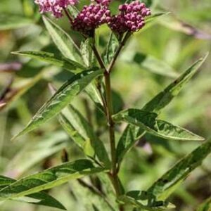Asclepias incarnata