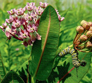 Asclepias sullivantii