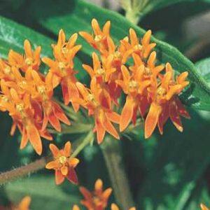 Asclepias tuberosa