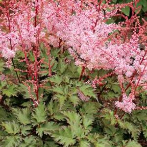 Astilbe 'Delft Lace'