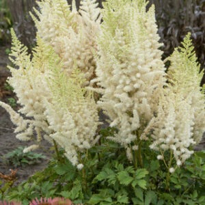 Astilbe 'Ivory Pearls'