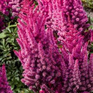 Astilbe c.'Lowlands Ruby Red'