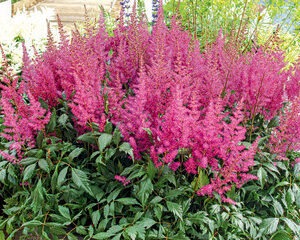Astilbe j.'Elisabeth van Veen'