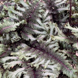 Athyrium n.'Crested Surf' PW