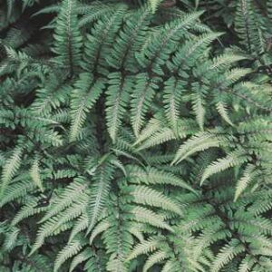 Athyrium n.'Pictum'