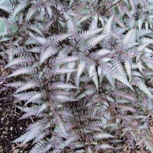 Athyrium n.'Regal Red'