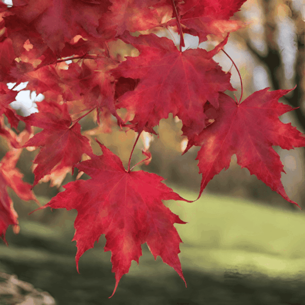 Autumn Blaze Maple