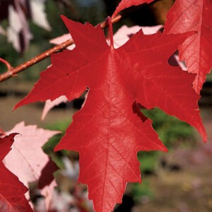 Autumn Fantasy Maple