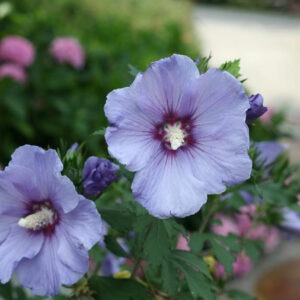 Azurri blue satin hibiscus std