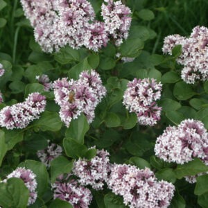 Baby Kim® Lilac Std
