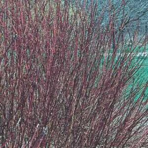 Bailey Red-Twigged Dogwood