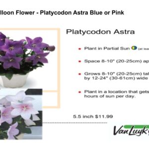 Balloon Flower - Platycodon Astra Blue