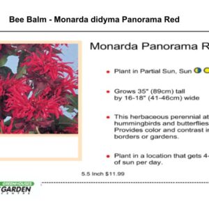 Bee Balm - Monarda didyma Panorama Red