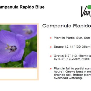 Campanula Rapido Blue