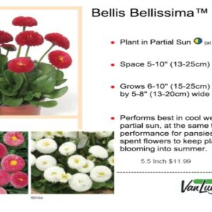 English Daisy - Bellis Bellissima Rose
