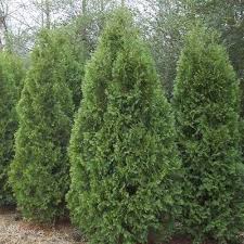 Black Cedar