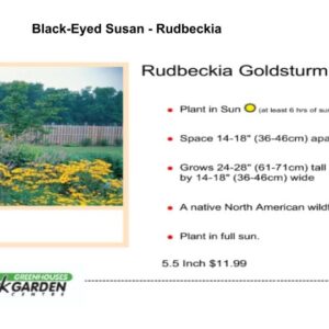 Black-Eyed Susan - Rudbeckia