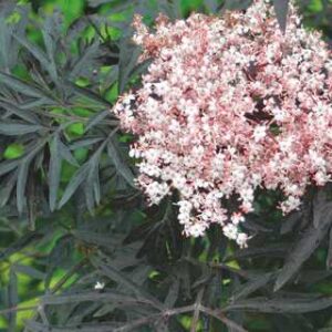 Black Lace® Elderberry