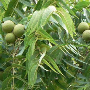 Black Walnut