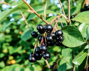 Black chokeberry