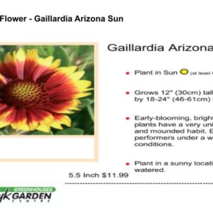Blanket Flower - Gaillardia Arizona Sun