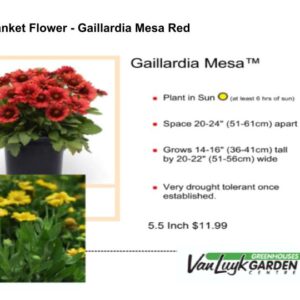 Blanket Flower - Gaillardia Mesa Red