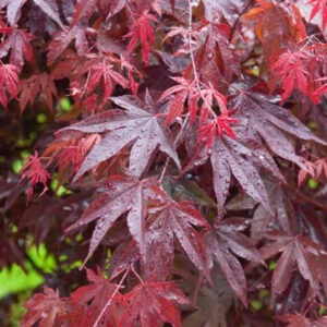 Bloodgood Japanese Maple