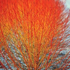 Bloodtwig Dogwood