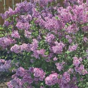 Bloomerang Dark Purple - Reblooming Lilac