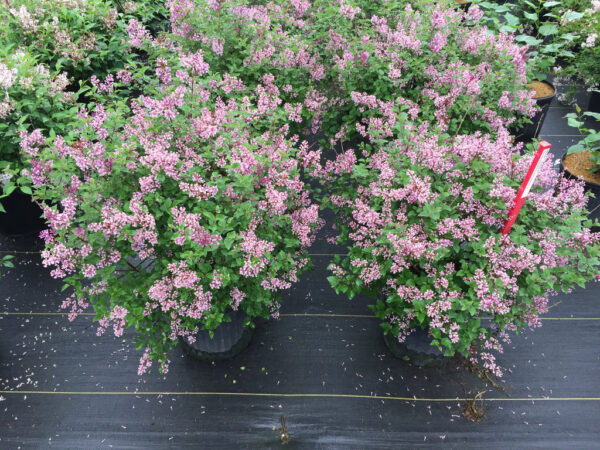 Bloomerang Dwarf Purple - Reblooming Lilac