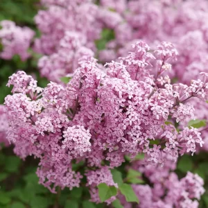 Bloomerang Purpink Lilac