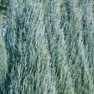Blue Arrow Juniper
