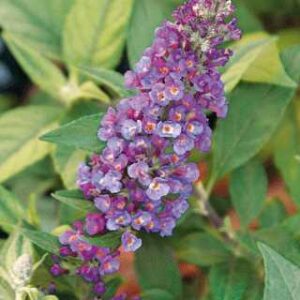Blue Chip Jr.' Butterfly Bush