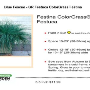 Blue Fescue - GR Festuca ColorGrass Festina